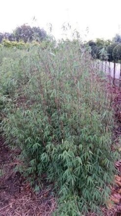 Niet Woekerende Bamboe (Fargesia 'Jiuzhaigou') 21 Niet Woekerende Bamboe (Fargesia 'Jiuzhaigou') -Tuinplanten Winkel fargesia jiuzaghou 4 2