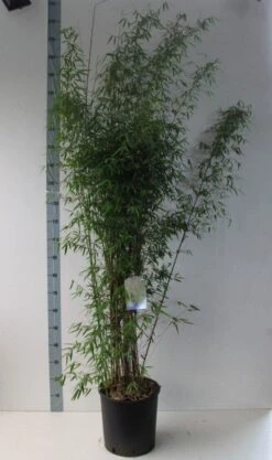 Niet Woekerende Bamboe (Fargesia 'Jiuzhaigou') 33 Niet Woekerende Bamboe (Fargesia 'Jiuzhaigou') -Tuinplanten Winkel fargesia juizhaigo 125 150 co. 18l kopie kopie