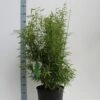 Niet Woekerende Bamboe (Fargesia 'Panda') -Tuinplanten Winkel fargesia m. dino 80 100 cm co. 12l v kopie 1