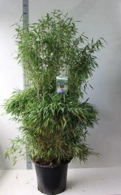 Niet Woekerende Bamboe (Fargesia Murieliae 'Jumbo') -Tuinplanten Winkel fargesia m super jumbo 125 150 co. 30l kopie