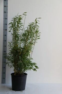 Niet Woekerende Bamboe (Fargesia 'Dino') 10 Niet Woekerende Bamboe (Fargesia 'Dino') -Tuinplanten Winkel fargesia mur. dino 80 100 cm co. 12l v