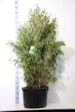 Niet Woekerende Bamboe (Fargesia Murieliae 'Simba') -Tuinplanten Winkel fargesia mur. simba 125 150 cm co. 40l
