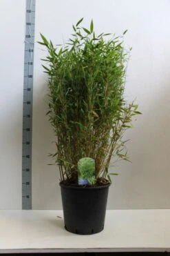 Niet Woekerende Bamboe (Fargesia Murieliae 'Simba') -Tuinplanten Winkel fargesia mur. simba 80 100 cm co. 15l kopie kopie