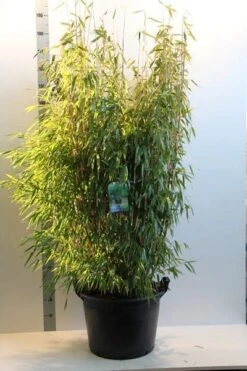 Niet Woekerende Bamboe (Fargesia Murieliae 'Jumbo') -Tuinplanten Winkel fargesia mur. super jumbo 150 175 cm co. 35l