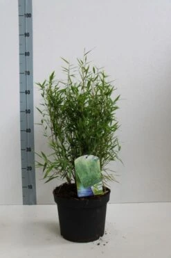 Niet Woekerende Bamboe (Fargesia Murieliae 'Bimbo') 22 Niet Woekerende Bamboe (Fargesia Murieliae 'Bimbo') -Tuinplanten Winkel fargesia mur bimbo 40 60 co. 5l kopie