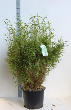 Niet Woekerende Bamboe (Fargesia Murieliae 'Bimbo') 25 Niet Woekerende Bamboe (Fargesia Murieliae 'Bimbo') -Tuinplanten Winkel fargesia mur bimbo 80 100 cm co. 25l kopie