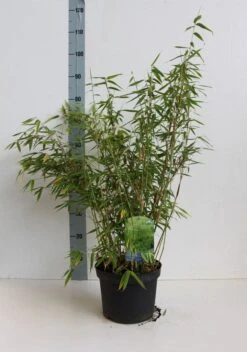 Niet Woekerende Bamboe (Fargesia Murieliae 'Simba') -Tuinplanten Winkel fargesia mur simba 50 60 cm co.5l kopie