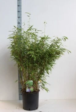 Niet Woekerende Bamboe (Fargesia Murieliae 'Jumbo') -Tuinplanten Winkel fargesia mur super jumbo 80 100 cm co. 12l. kopie