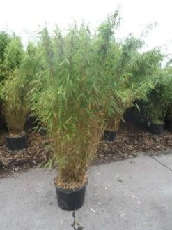 Niet Woekerende Bamboe (Fargesia Murieliae 'Jumbo') -Tuinplanten Winkel fargesia murieliae jumbo 150 175 c25