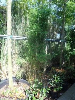 Niet Woekerende Bamboe (Fargesia Murieliae 'Jumbo') -Tuinplanten Winkel fargesia murieliae jumbo 175 200 c35