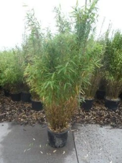 Niet Woekerende Bamboe (Fargesia Murieliae 'Simba') -Tuinplanten Winkel fargesia murieliae simba 125 150 c20