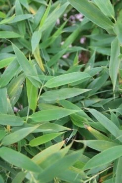 Niet Woekerende Bamboe (Fargesia Murieliae 'Simba') -Tuinplanten Winkel fargesia murieliae simba 1