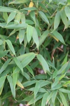 Niet Woekerende Bamboe (Fargesia Murieliae 'Simba') -Tuinplanten Winkel fargesia murieliae simba 3