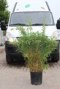 Niet Woekerende Bamboe (Fargesia Murieliae 'Simba') -Tuinplanten Winkel fargesia murieliae simba 4