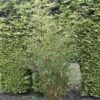 Niet Woekerende Bamboe (Fargesia Robusta) -Tuinplanten Winkel fargesia robusta
