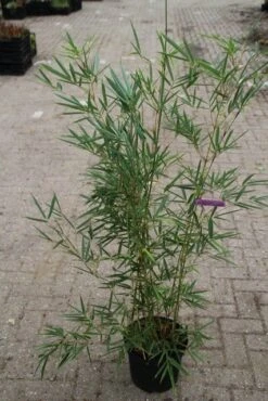 Niet Woekerende Bamboe (Fargesia Robusta) -Tuinplanten Winkel fargesia robusta 1