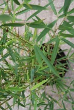 Niet Woekerende Bamboe (Fargesia Robusta) -Tuinplanten Winkel fargesia robusta 2