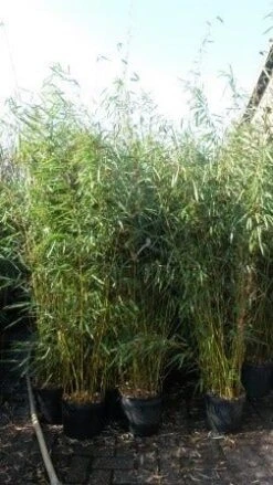 Niet Woekerende Bamboe (Fargesia Robusta) -Tuinplanten Winkel fargesia rubusta