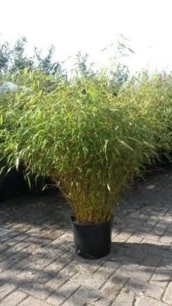 Bamboe (Fargesia Rufa) -Tuinplanten Winkel fargesia rufa 1