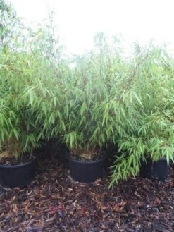 Bamboe (Fargesia Rufa) -Tuinplanten Winkel fargesia rufa 100 125 c25