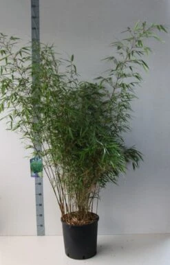 Bamboe (Fargesia Rufa) -Tuinplanten Winkel fargesia rufa 125 150 co. 18l kopie kopie