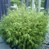 Bamboe (Fargesia Rufa) -Tuinplanten Winkel fargesia rufa 3