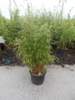 Bamboe (Fargesia Rufa) -Tuinplanten Winkel fargesia rufa 80 100 125 c12
