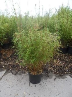 Bamboe (Fargesia Rufa) -Tuinplanten Winkel fargesia rufa 80 100 c10