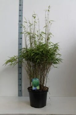 Bamboe (Fargesia Rufa) -Tuinplanten Winkel fargesia rufa 80 100 co. 10l kopie