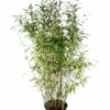 Niet Woekerende Bamboe (Fargesia 'Dino') -Tuinplanten Winkel fargesiadino01