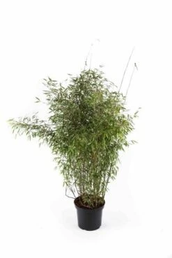 Niet Woekerende Bamboe (Fargesia 'Jiuzhaigou') 27 Niet Woekerende Bamboe (Fargesia 'Jiuzhaigou') -Tuinplanten Winkel fargesiajiuzhaigou01