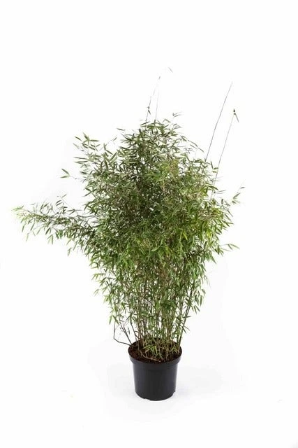 Niet Woekerende Bamboe (Fargesia 'Jiuzhaigou') 11 Niet Woekerende Bamboe (Fargesia 'Jiuzhaigou') - Afbeelding 9