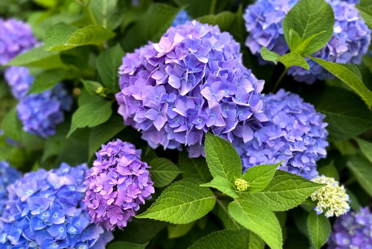 Tuinplanten Winkel -Tuinplanten Winkel fast growing shrubs hydrangea 67 scaled