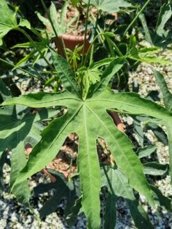 Vingerplant (Fatsia Polycarpa 'Green Fingers') 7 Vingerplant (Fatsia Polycarpa 'Green Fingers') -Tuinplanten Winkel fatisa polycarpa green fingers 2 1