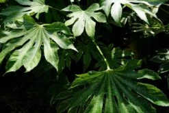Vingerplant (Fatsia Japonica 'Spiders Web') 9 Vingerplant (Fatsia Japonica 'Spiders Web') -Tuinplanten Winkel fatsiajaponica spidersweblm01b