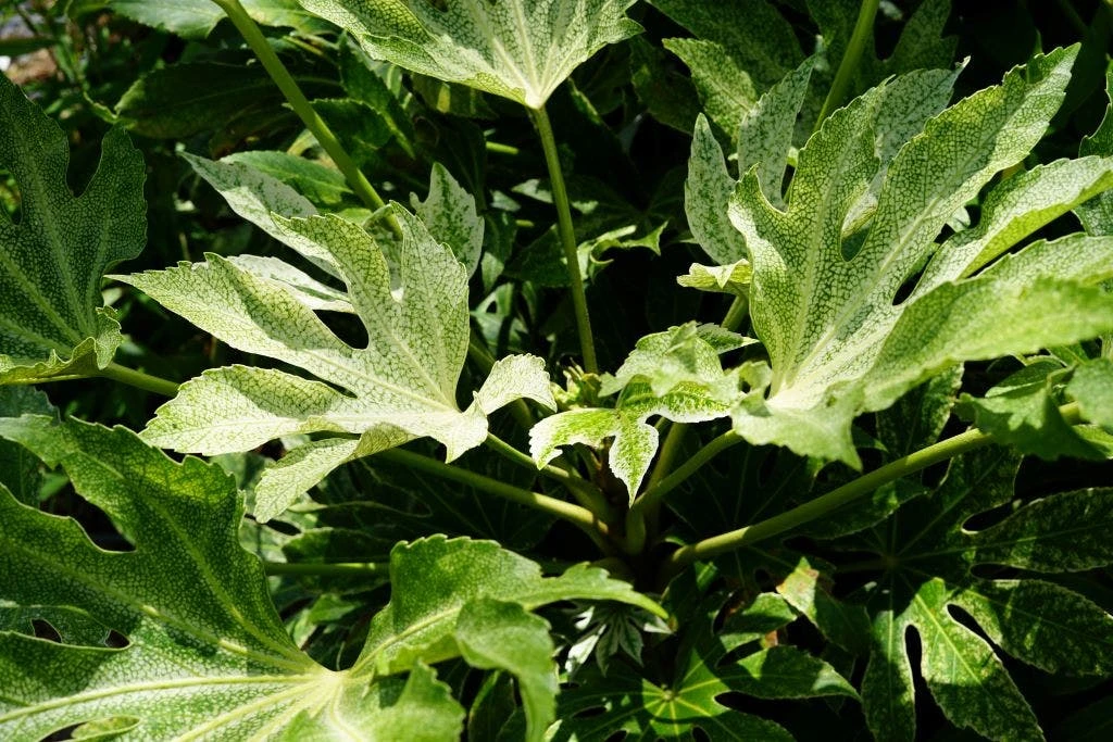 Vingerplant (Fatsia Japonica 'Spiders Web') 4 Vingerplant (Fatsia Japonica 'Spiders Web') - Afbeelding 2
