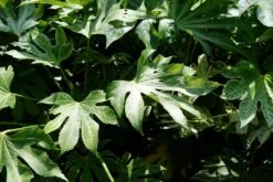 Vingerplant (Fatsia Japonica 'Spiders Web') 8 Vingerplant (Fatsia Japonica 'Spiders Web') -Tuinplanten Winkel fatsiajaponica spidersweblm03b