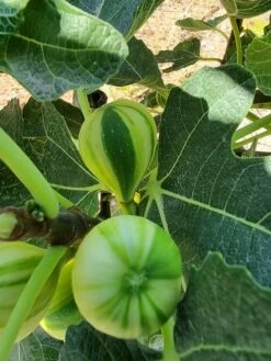 Vijg (Ficus Carica 'Panache') 10 Vijg (Ficus Carica 'Panache') -Tuinplanten Winkel ficus caira panachee 2