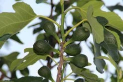 Vijg (Ficus Carica) 14 Vijg (Ficus Carica) -Tuinplanten Winkel ficus carica 2