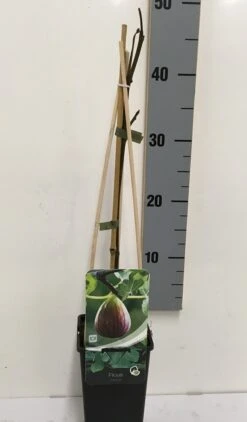 Vijg (Ficus Carica 'Brown Turkey') -Tuinplanten Winkel ficus carica 50 60 c2 1