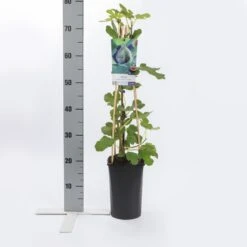 Vijg (Ficus Carica 'Brown Turkey') -Tuinplanten Winkel ficus carica brown turkey