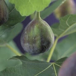 Vijg (Ficus Carica 'Brown Turkey') -Tuinplanten Winkel ficus carica brown turkey 2