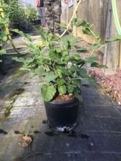 Vijg (Ficus Carica 'Brown Turkey') -Tuinplanten Winkel ficus carica brown turkey c3