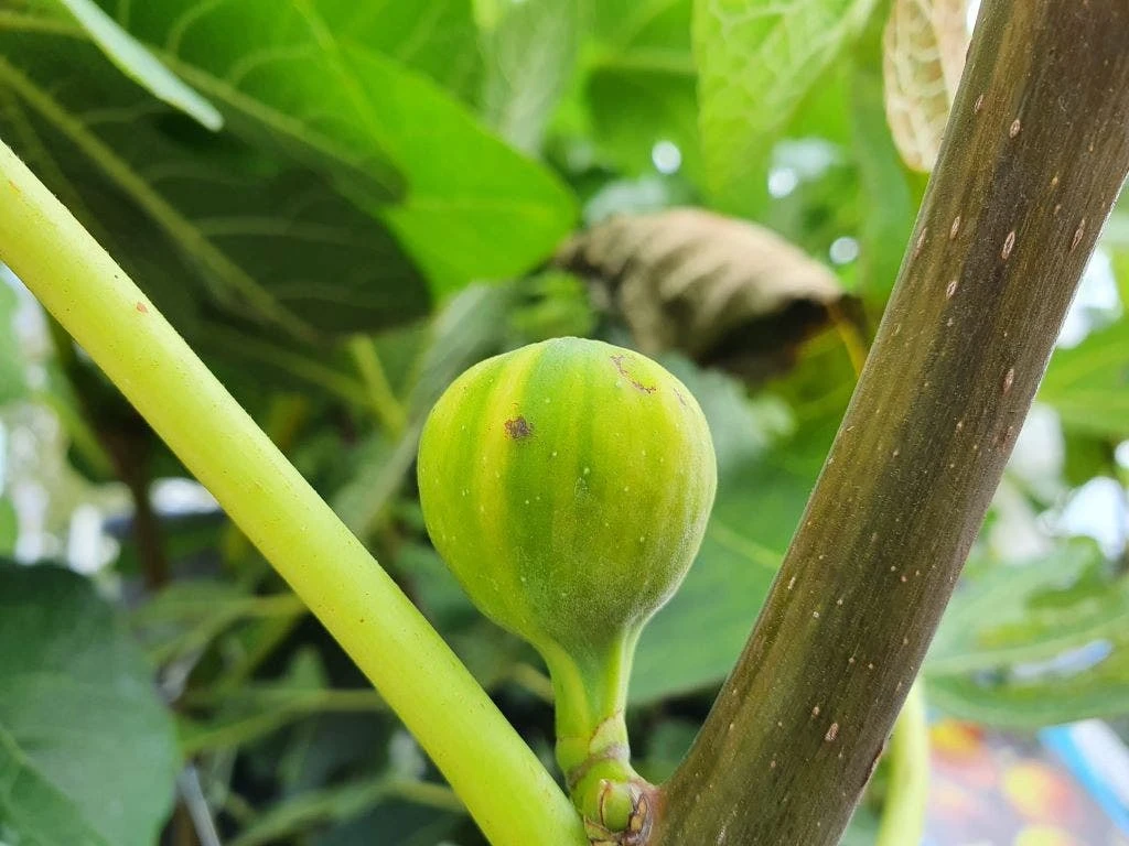 Vijg (Ficus Carica 'Panache') 6 Vijg (Ficus Carica 'Panache') - Afbeelding 4