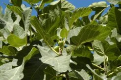 Vijg (Ficus Carica 'Panache') 12 Vijg (Ficus Carica 'Panache') -Tuinplanten Winkel ficuscaricavi