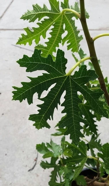 Vijg (Ficus Carica 'Ice Crystal') 4 Vijg (Ficus Carica 'Ice Crystal') - Afbeelding 2