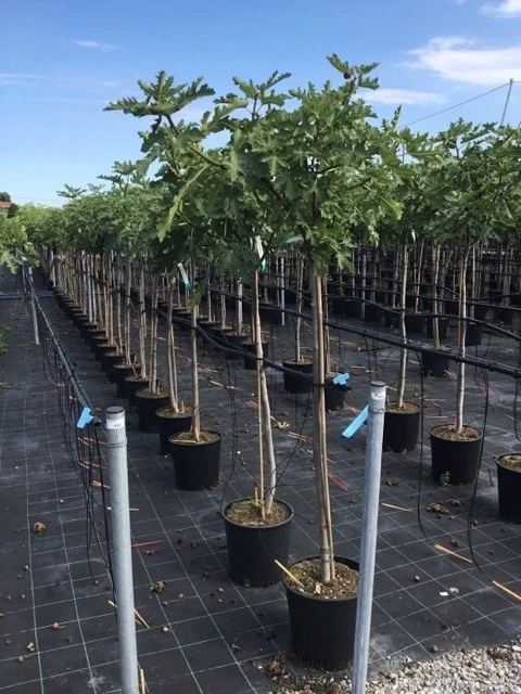 Vijg Als Halfstam (Ficus Carica 'Ice Crystal') 3 Vijg Als Halfstam (Ficus Carica 'Ice Crystal')