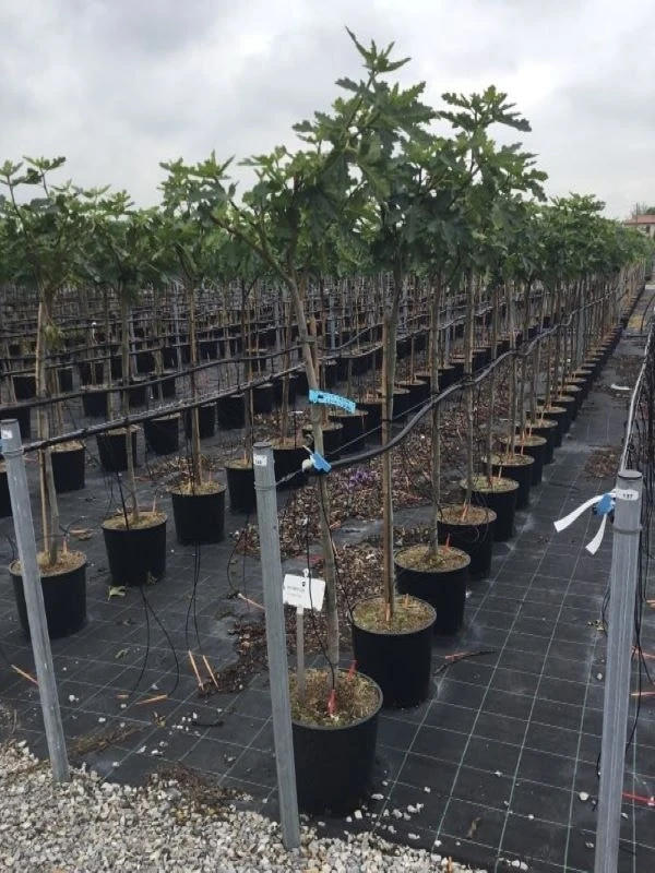 Vijg Als Halfstam (Ficus Carica 'Ice Crystal') 4 Vijg Als Halfstam (Ficus Carica 'Ice Crystal') - Afbeelding 2