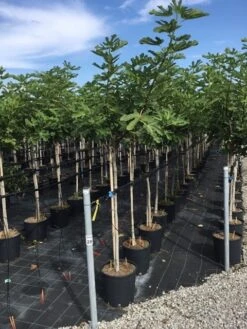 Vijg Als Halfstam (Ficus Carica 'Rouge De Bordeaux')