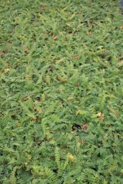 Moerasspiaea (Filipendula Vulgaris) -Tuinplanten Winkel filipendula vulgaris 1